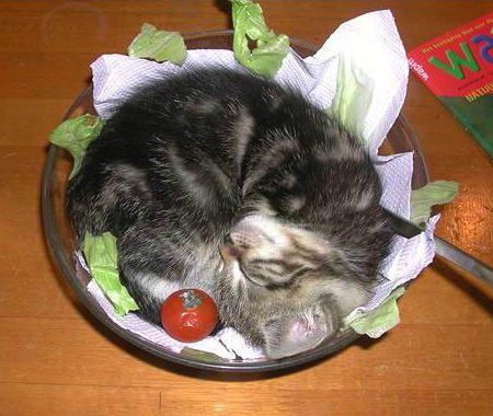 kitten salad